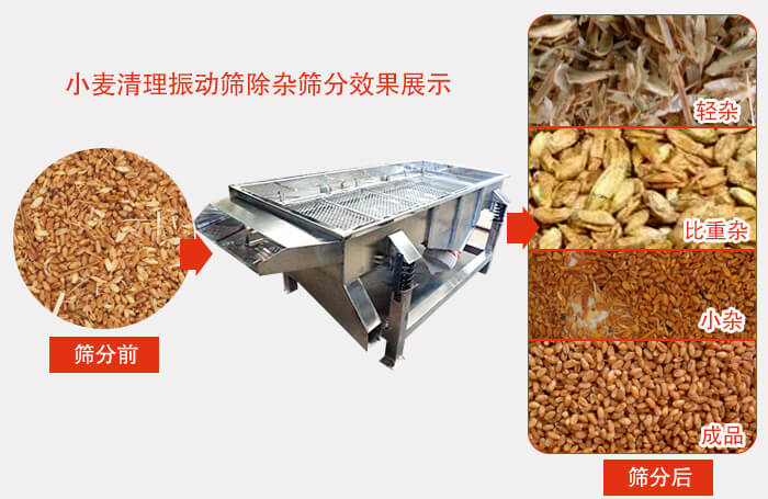 小麥清理振動篩小麥篩分效果展示圖可同時篩分出輕雜，比重雜，小雜，成品等四個等級。